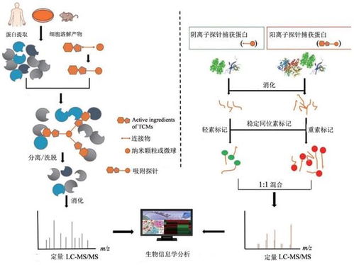 食品科学 jff与fshw编委 福州大学汪少芸教授教材 生物分子分离与表征 正式出版